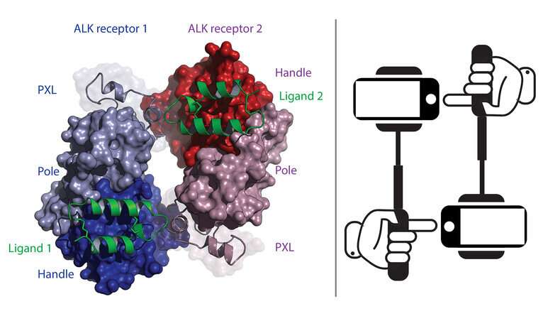 Receptor structure reveals new targets for cancer treatment