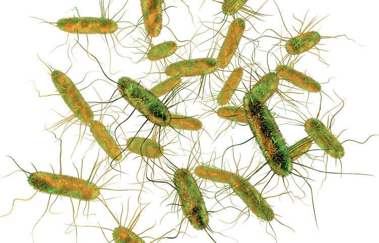 Recurrent infections of salmonella can lead to colitis