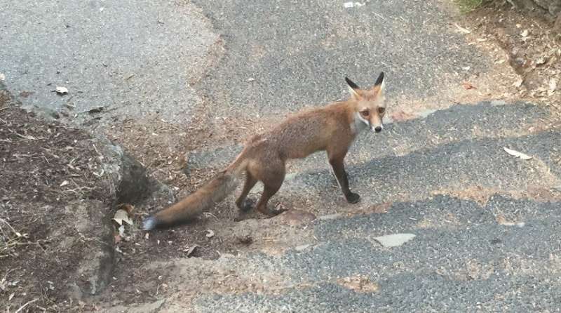 Red foxes feasting on Australian mammals
