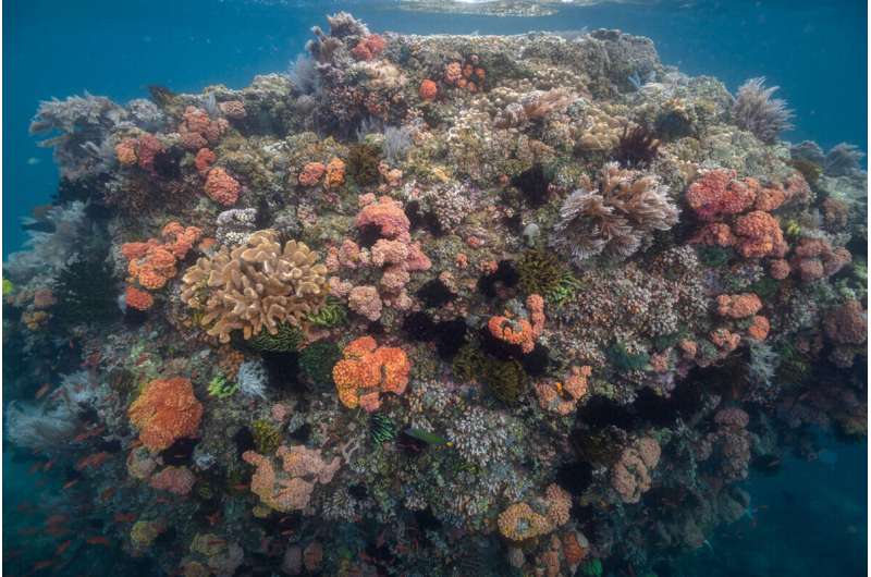 Region of ‘super corals’ discovered