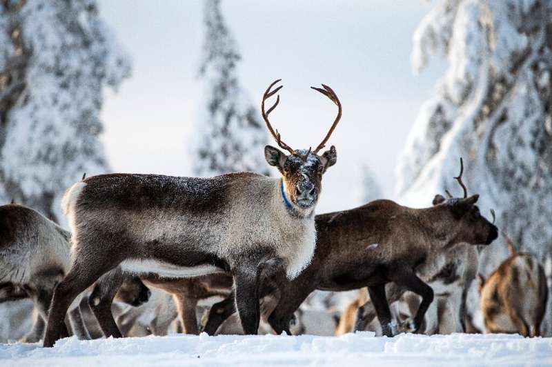 Reindeer herding is a traditional cultural practice of the Sami people