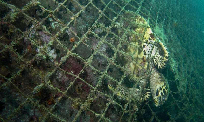 Report highlights urgent need to end bottom trawling