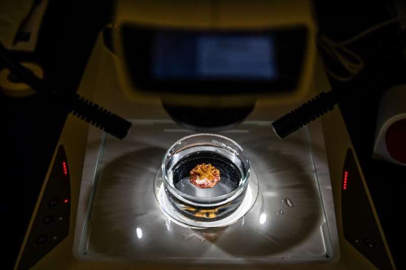 El arrecife de coral rescatado se ve en un microscopio mientras se guarda para el estudio de la restauración del arrecife de coral de Florida