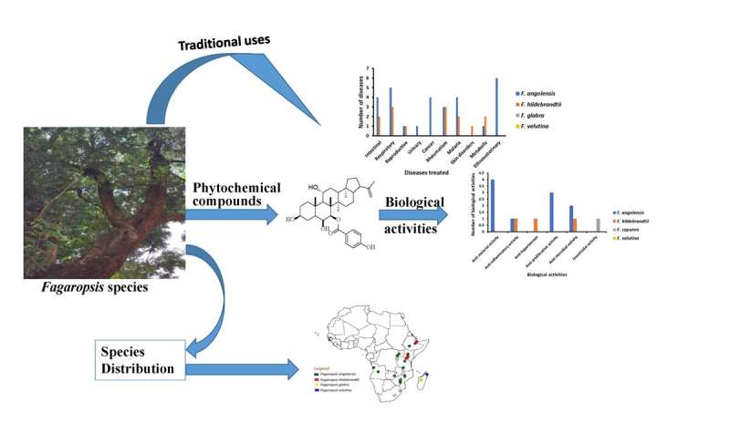 Research enlightens ethnobotanical uses, phytochemistry and pharmacology of genus fagaropsis in africa