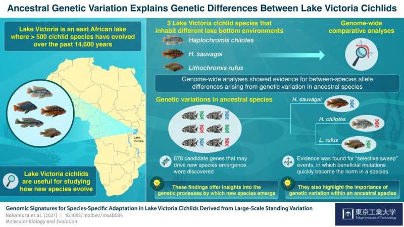 Research on Lake Victoria cichlids uncovers the processes of rapid species adaptation