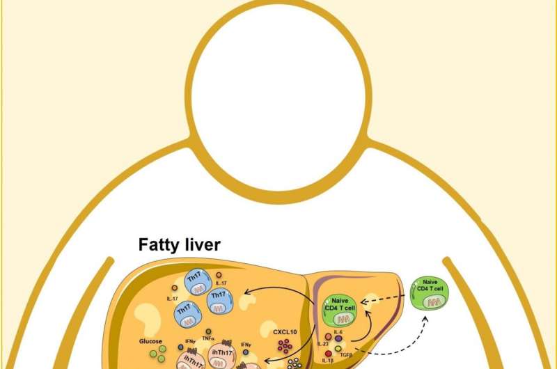 Research reveals potential treatment to prevent obesity-driven liver damage