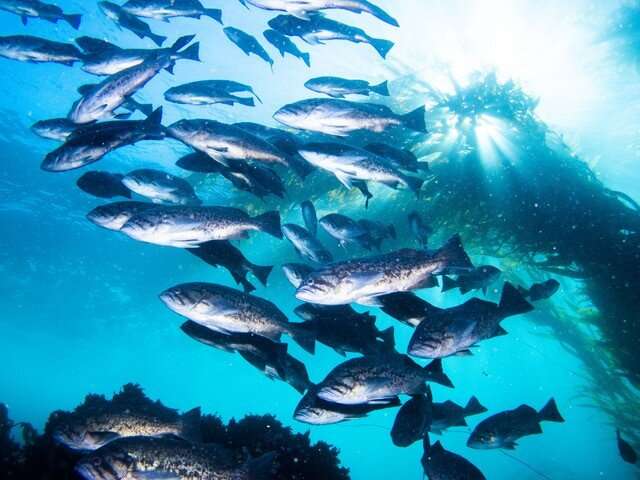 Research shows flocking birds, schooling fish, other collective movements can stabilize ecosystems