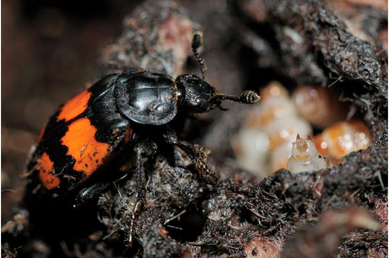 Research shows how carrion beetles turn death into life