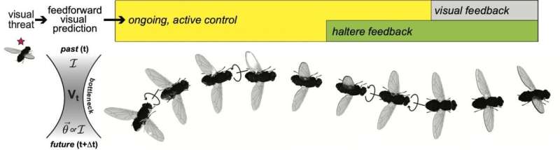 Research suggests fly brains make predictions, possibly using universal design principles
