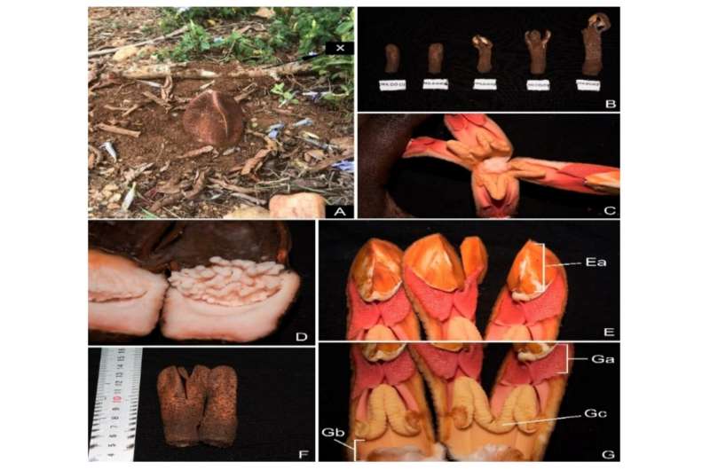 Research summarizes up-to-date ethnobotanical uses, chemistry, pharmacology, and distribution of hydnora species