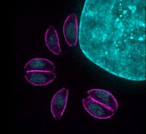 Researcher working to uncover key to cellular mechanisms in parasite