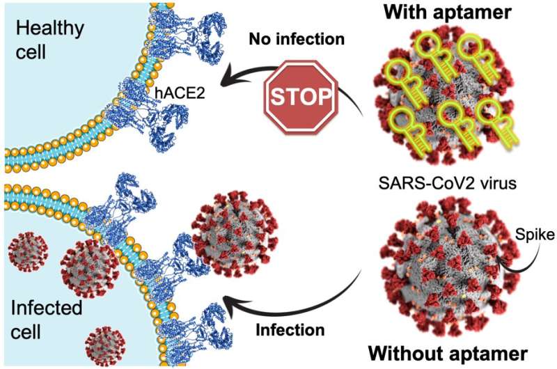 Researchers at Aarhus University, Denmark, develop a molecule that blocks SARS-CoV-2 infection