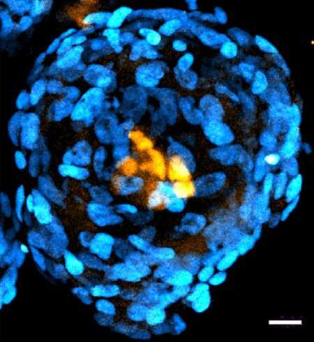 Researchers build embryo-like structures from human stem cells