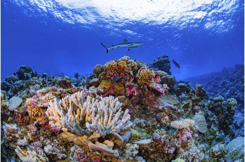Исследователи составили первую в истории детальную карту кораллов мира