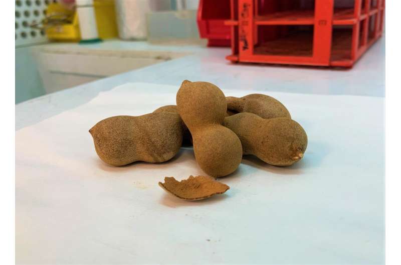 Researchers convert tamarind shells into an energy source for vehicles