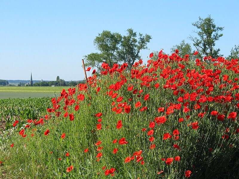 Researchers create synthetic version of scarce compound found in poppies
