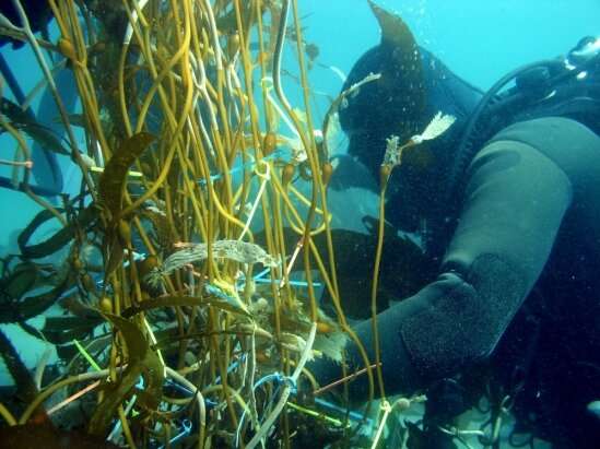 Researchers demonstrate the effectiveness of eDNA in the calculation of marine biodiversity