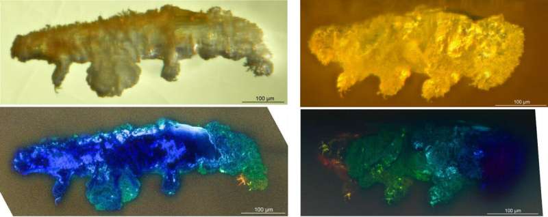 Researchers describe new tardigrade fossil found in 16 million year old Domincan amber