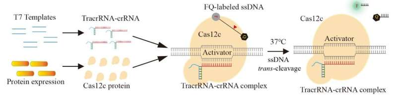 Researchers develop specific and sensitive Cas12c-based nucleic acid detection platform