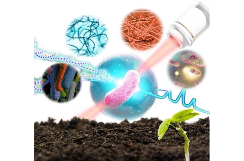 Researchers develop technique to functionally identify and sequence soil bacteria one cell at a time