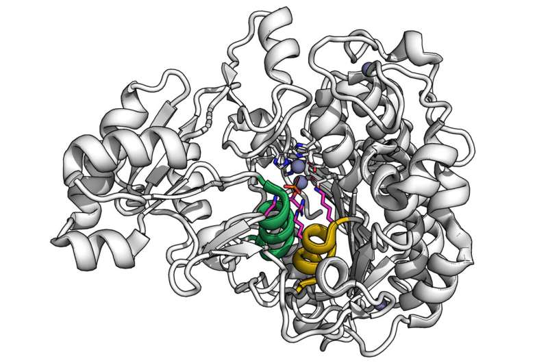 Researchers develop tool to drastically speed up the study of enzymes