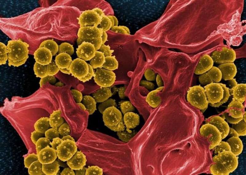 Researchers discover component in staphylococcal cell wall that turns the bacterium deadly