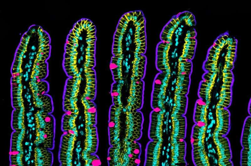 Researchers discover how the intestinal epithelium folds and moves by measuring forces