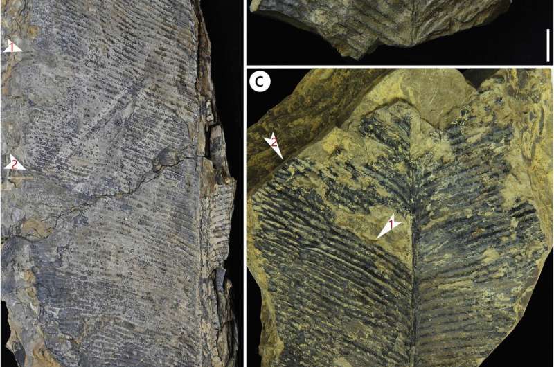 Researchers discover new anthrophyopsis fossil material in Sichuan Basin, China
