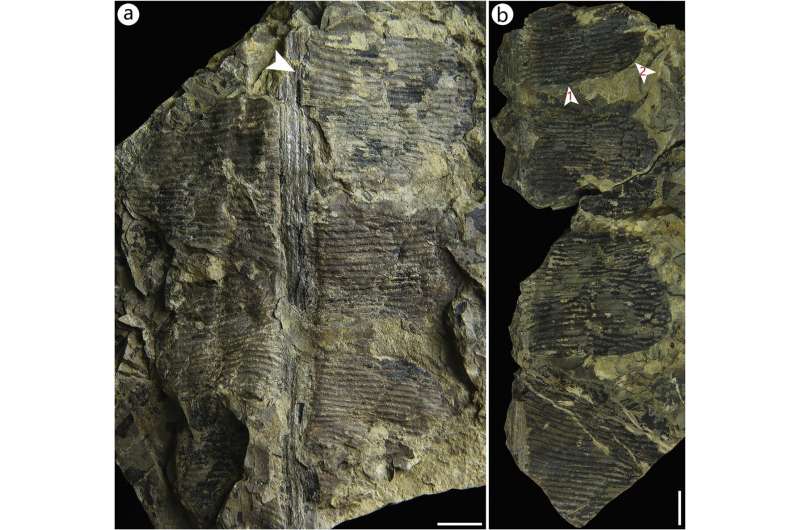 Researchers discover new anthrophyopsis fossil material in Sichuan Basin, China