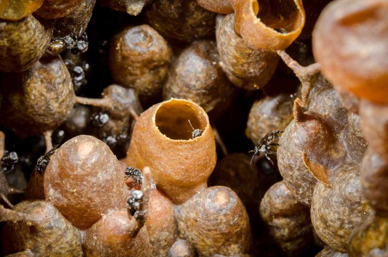 Researchers discover origin of rare, healthy sugar in stingless bee honey