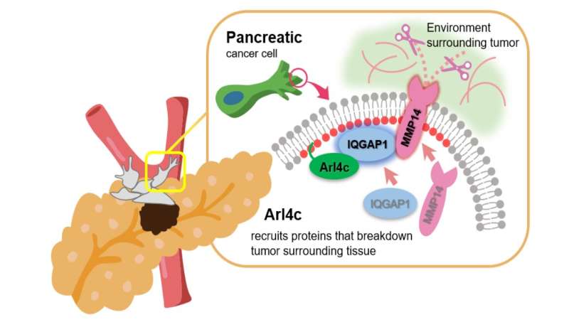 研究人员发现胰腺癌细胞为何如此咄咄逼人