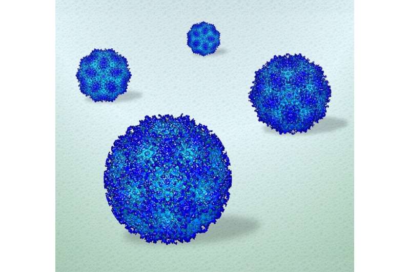 Researchers film human viruses in liquid droplets at near-atomic detail