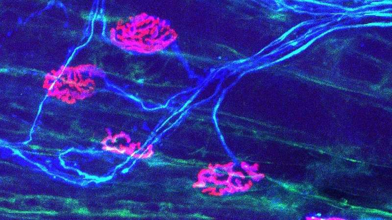 Researchers find altering metabolism in immune cells helps damage nerves recover