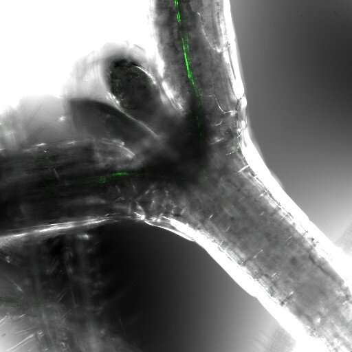 Researchers find florigen sequestering in cell membranes modulates temperature-responsive flowering