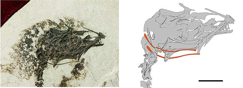 Researchers find fossil of extinct early bird that could stick out its tongue