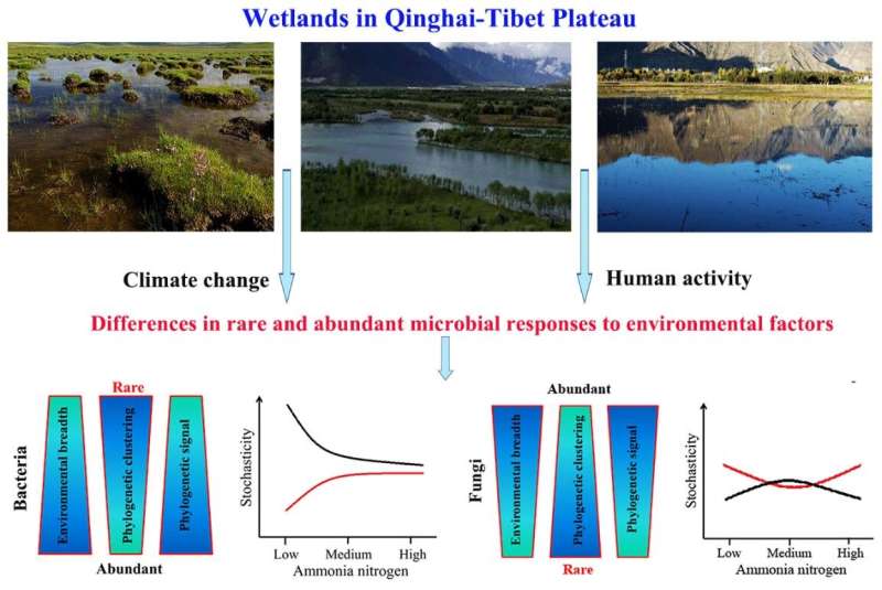 Researchers find maintenance mechanism of microbial diversity in wetlands from Qinghai-Tibet Plateau