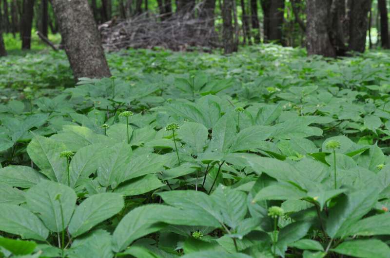Researchers help track the growth of ginseng forest farming in Pennsylvania