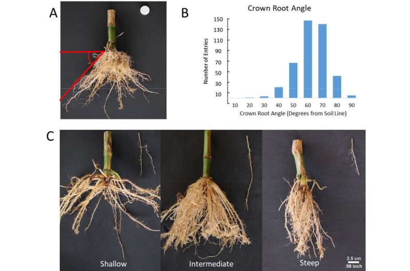 Researchers identify a gene that regulates the angle of root growth in corn