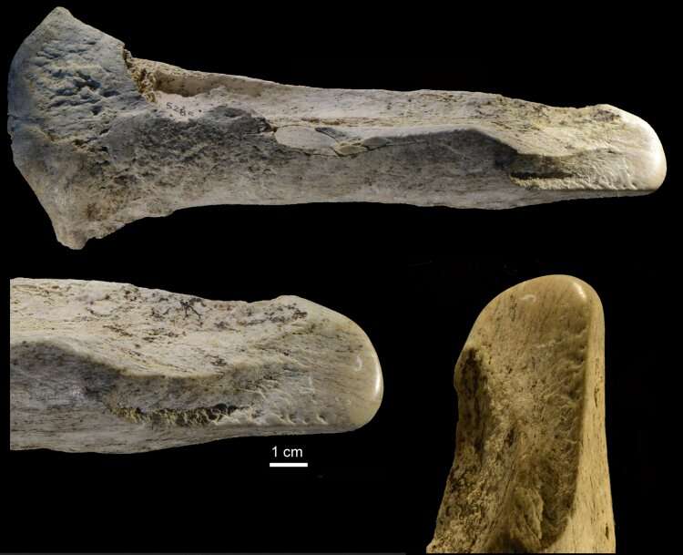 Researchers identify record number of ancient elephant bone tools