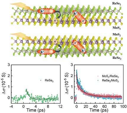 Researchers identify ultrafast dynamics in monolayer MoS2/ReSe2 heterostructures