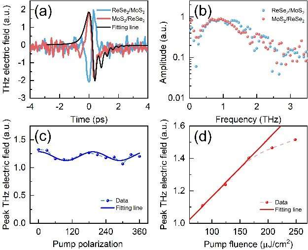 Researchers identify ultrafast dynamics in monolayer MoS2/ReSe2 heterostructures