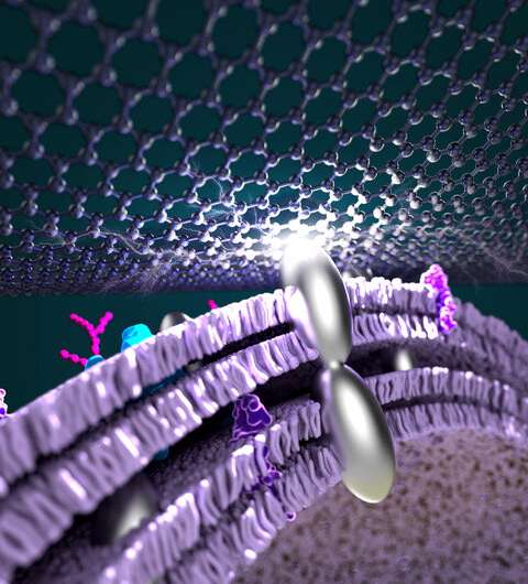 Researchers infuse bacteria with silver to improve power efficiency in fuel cells