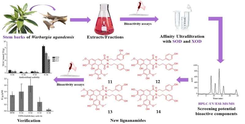 Researchers isolate and identify new lignanamides with antioxidant and anti-inflammatory activities from W. ugandensis