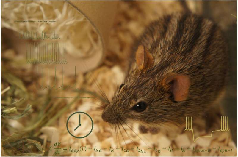 Researchers model circadian clock neurons in a day-active animal for the first time