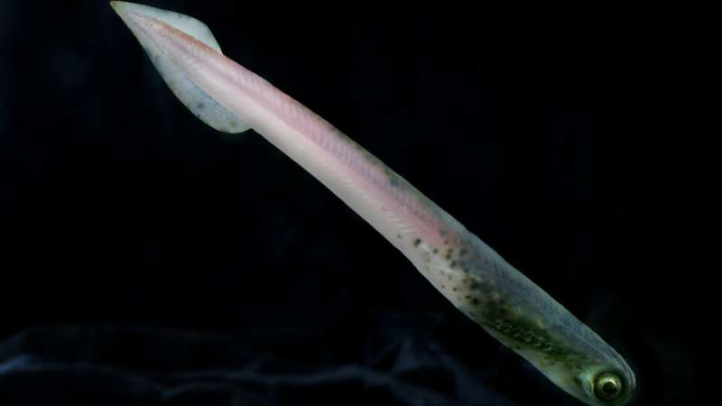 Researchers name ancient eel-like species after Black Sabbath guitarist