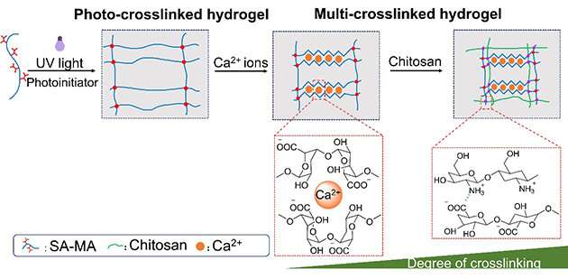 Researchers prepare dual stimulus responsive alginate hydrogel