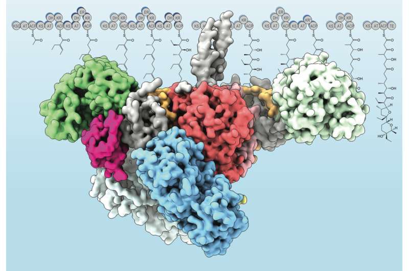 Researchers probe secrets of natural antibiotic assembly lines