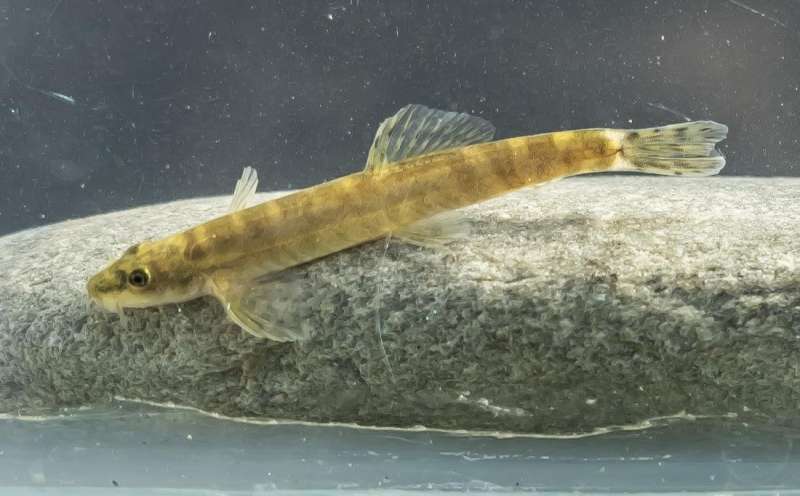 Researchers rediscover a freshwater fish that hasn’t been seen in nearly 50 years
