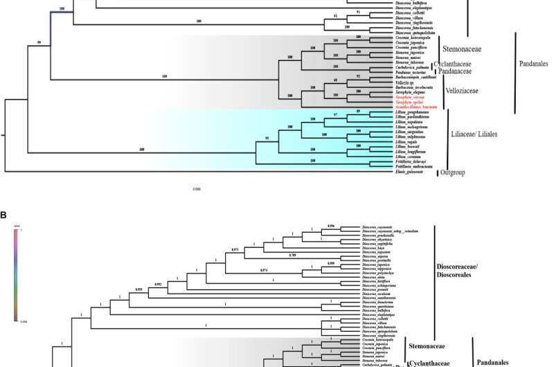 Researchers report complete chloroplast genome of acanthochlamys bracteata (China) and xerophyta (Africa)