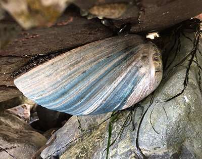 Researchers rescue endangered black abalone buried by debris flows